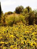 gite saint remy de provence : les jardins de Fontanille